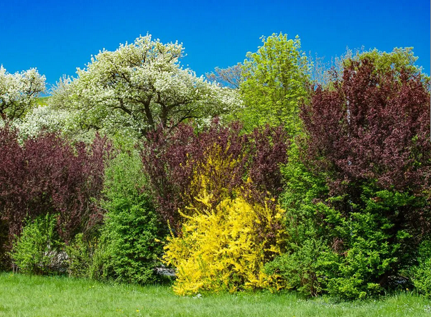 🌿Wildhecken in Zürich – ökologisch, schön und gefördert