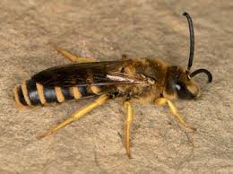 Bilder von Wildbienen