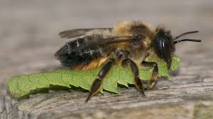 Bilder von Wildbienen