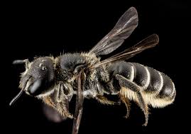 Bilder von Wildbienen