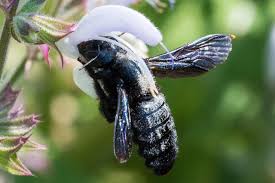 Bilder von Wildbienen