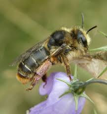 Bilder von Wildbienen