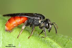 Bilder von Wildbienen