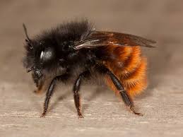 Bilder von Wildbienen