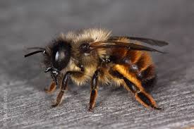 Bilder von Wildbienen