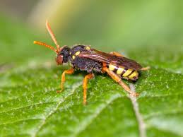 Bilder von Wildbienen