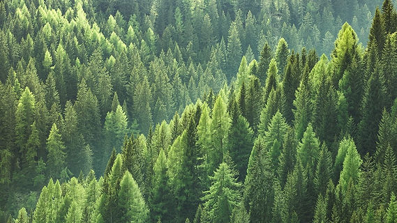 Forest 2.jpg