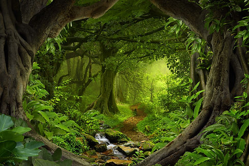 Forest.jpg