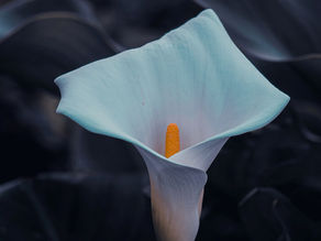 Fritz Schiller ist tot