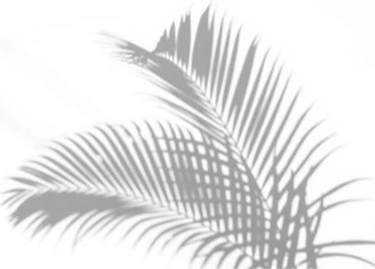 abstract-background-shadows-palm-leaves-260nw-1119921116_edited_edited_edited.png