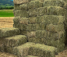 pacas.jpg