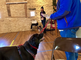 Enrich the Lives of Aging Dogs with Mental and Physical Leesburg Dog Training