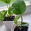 Thumbnail: POTHOS SHOOTS