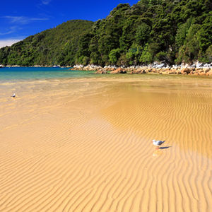 Tropical Beach