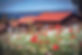 tallberg_vallmo-030918-003_02.jpg