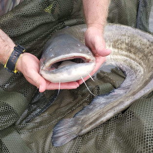 Is this an Essex Carp?