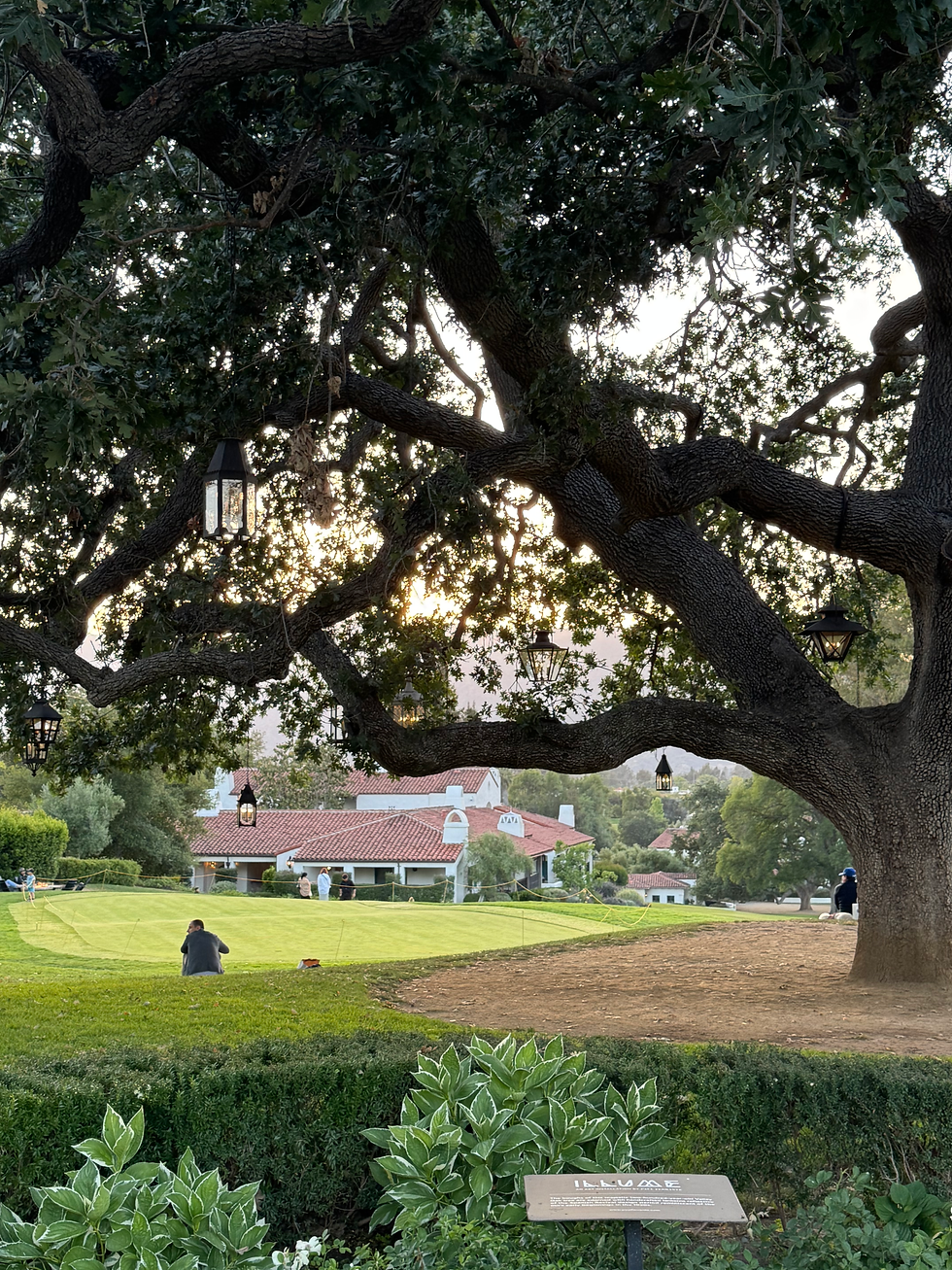 Oak tree over 500 years old