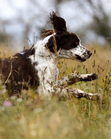 Heydegger_English Springer Feld_edited.jpg