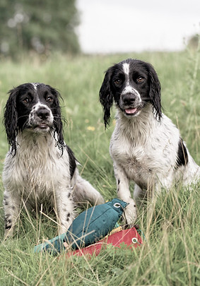 Working Springer Spaniel Dummytraining Aargau_edited.jpg