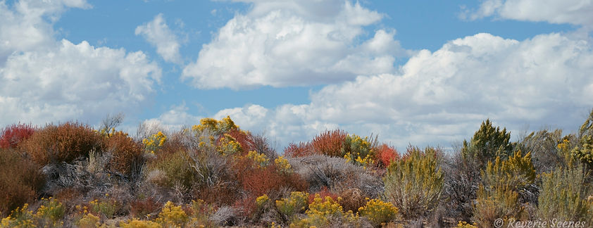 Sagebrush--Summer Sky