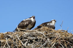 Osprey Nest