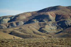 Pronghorn--Summer View