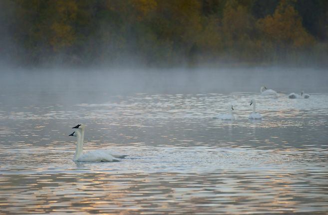 Sunrise on Swan Pond