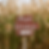 Corn Maze at LPF