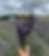 lavender picking