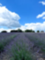 Lavender Farm Guide Tours