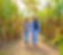 corn maze