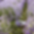 Lavender Picking