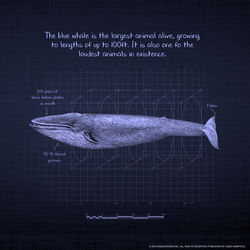 NOB184 Whaleprint 4 72d