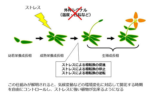大阪府立大学 生命環境科学研究科 植物育種繁殖学研究グループ Research 大阪府立大学 生命環境科学研究科 植物育種繁殖学研究グループ Research