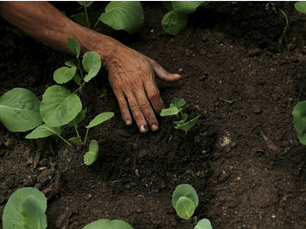 This is How the US & the World Can Win from Reforestation