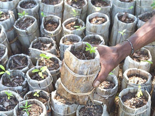 Scientists Address Myths Over Large-scale Tree Planting
