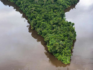Building a Green Economy Could Stop ‘Nightmare’ Degradation of Amazon