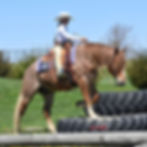 KoolAid_HansenPerformanceHorsesWeb6.jpg