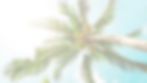 Palm Tree Leaves_edited.jpg