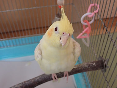 鳥