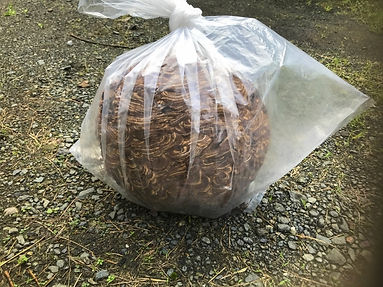 ハチ駆除