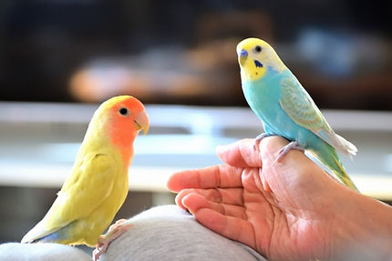 鳥