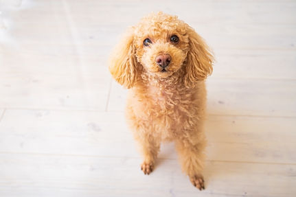 犬