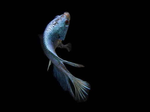 Nur ein magerer Fisch