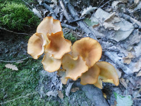 FUNGHI e VITAMINA D