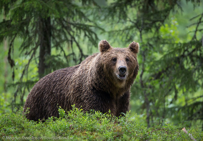 Björnfoto i fina skogsmiljöer
