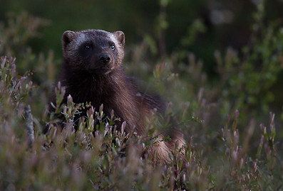 Naturfotografen Magnus Fredriksson leder fotoresor och fotoworkshops om rovdjur och fågelfoto i vildmark i Norden
