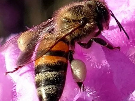 Products from the Hive: It isn't all about the Honey!