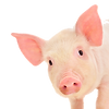 pngguru.com (7).png