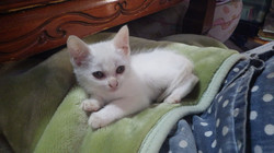 Happy Animal Kesen 大船渡 はっぴーあにまるけせん